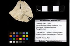 Foto (Objekt + Etiketten) von Discutiolira moesica (Muţiu & Bădăluţă, 1971) 